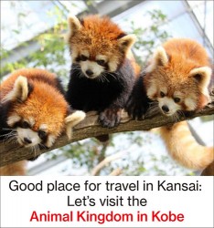 Good place for travel in Kansai:  Let’s visit the Animal Kingdom in Kobe